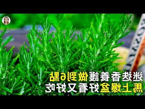 迷迭香 風水